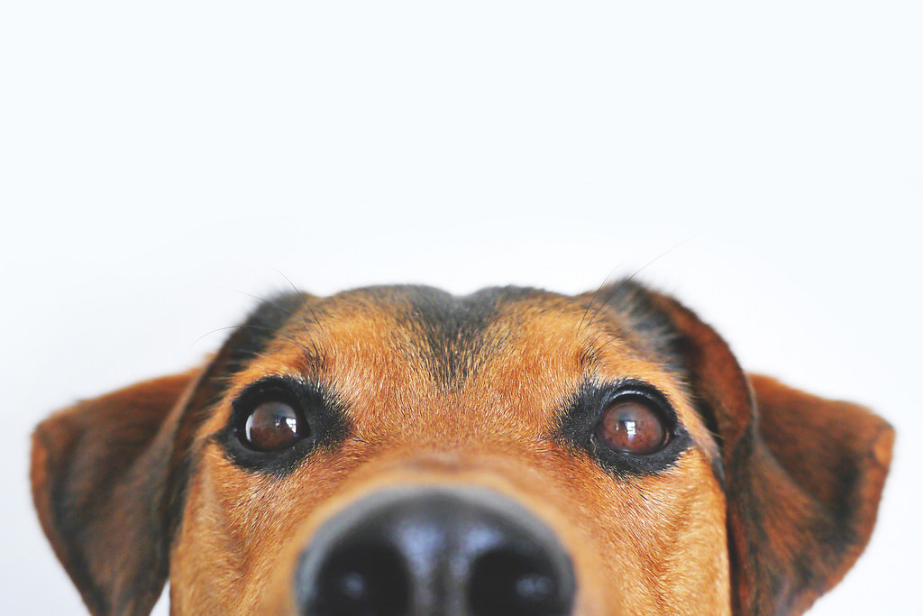 Magasin pour animaux de companie idee business Chien
