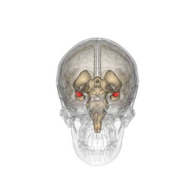 Odeurs retail fonctionnement Odeurs retail fonctionnement cerveau